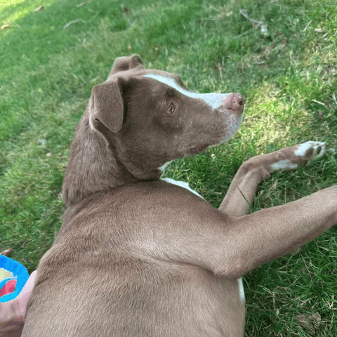 Duke, photo 16