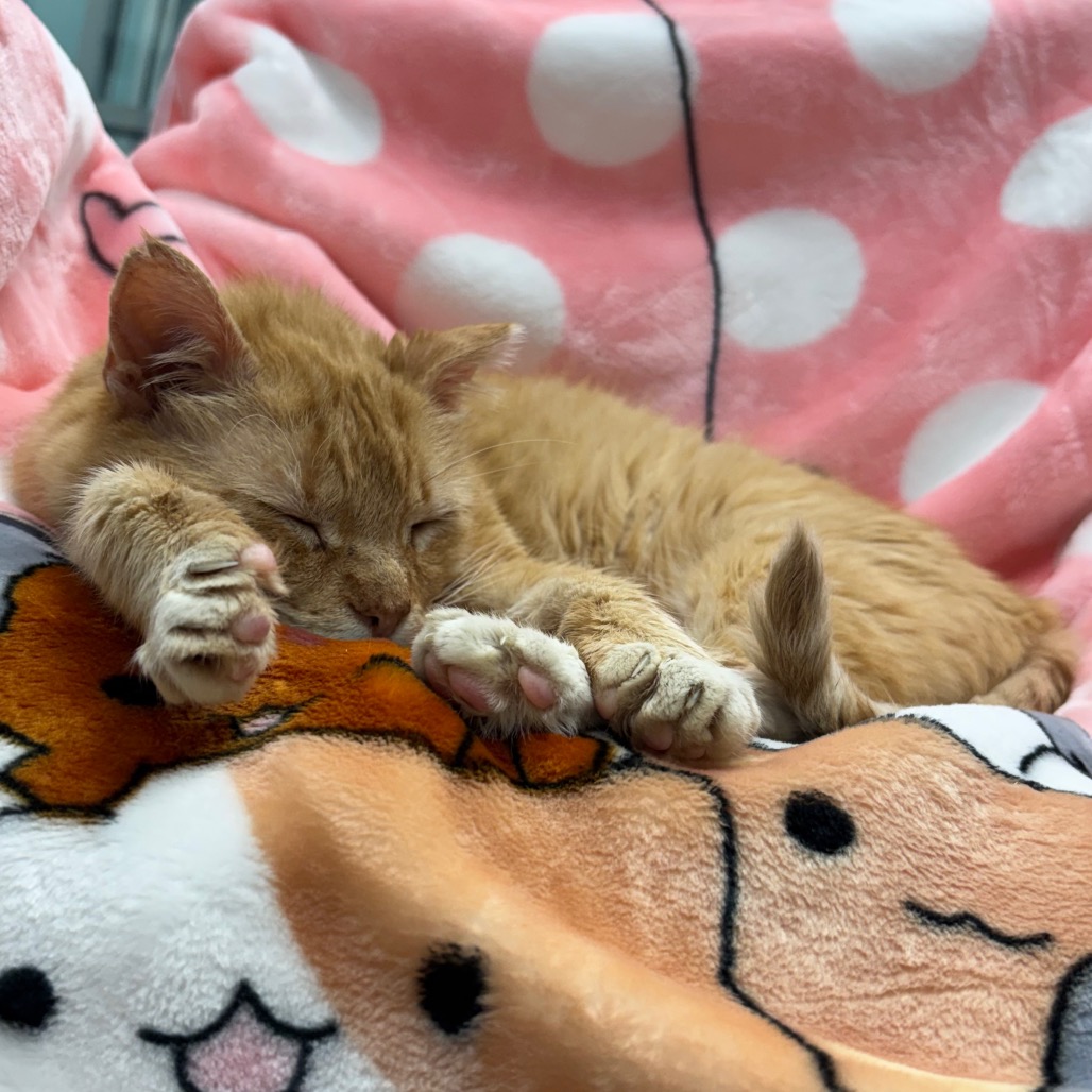 Morris photo 16