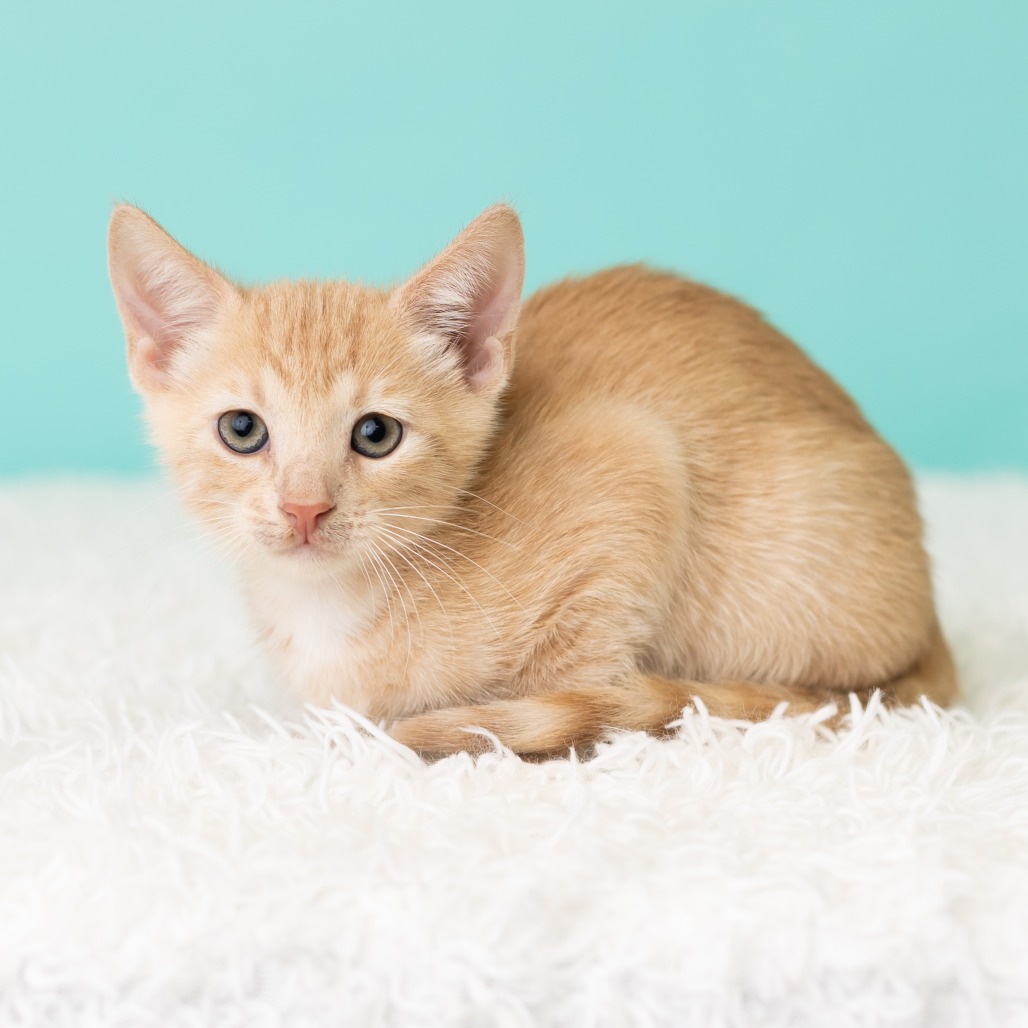 Freddie Neko, photo 4