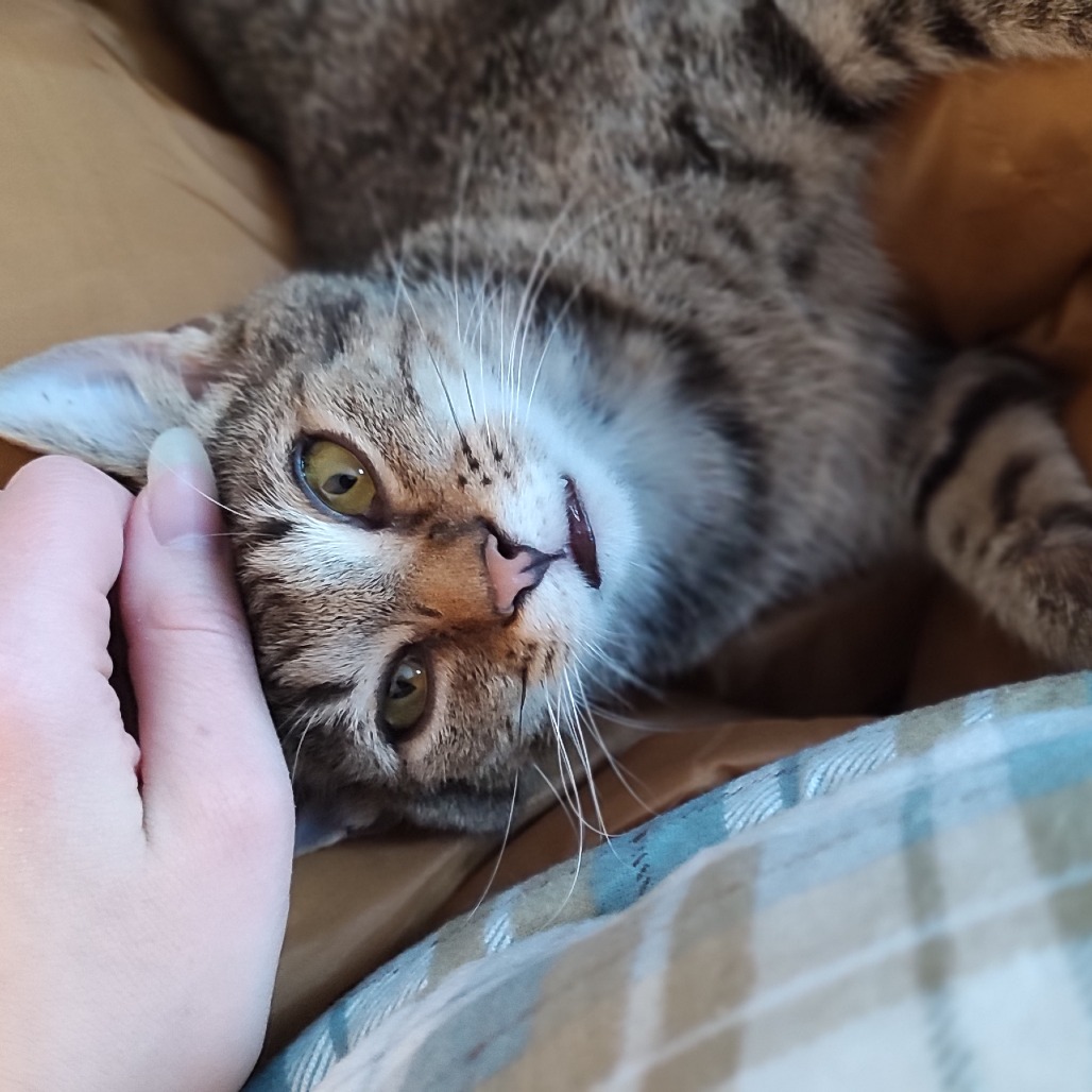 Tedi — thumbnail 4