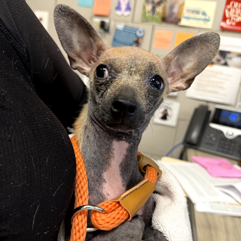 Xoloitzcuintle