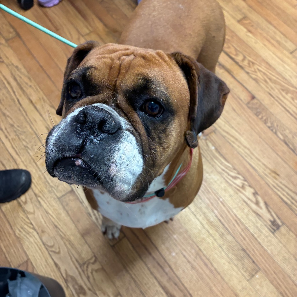 Boxer