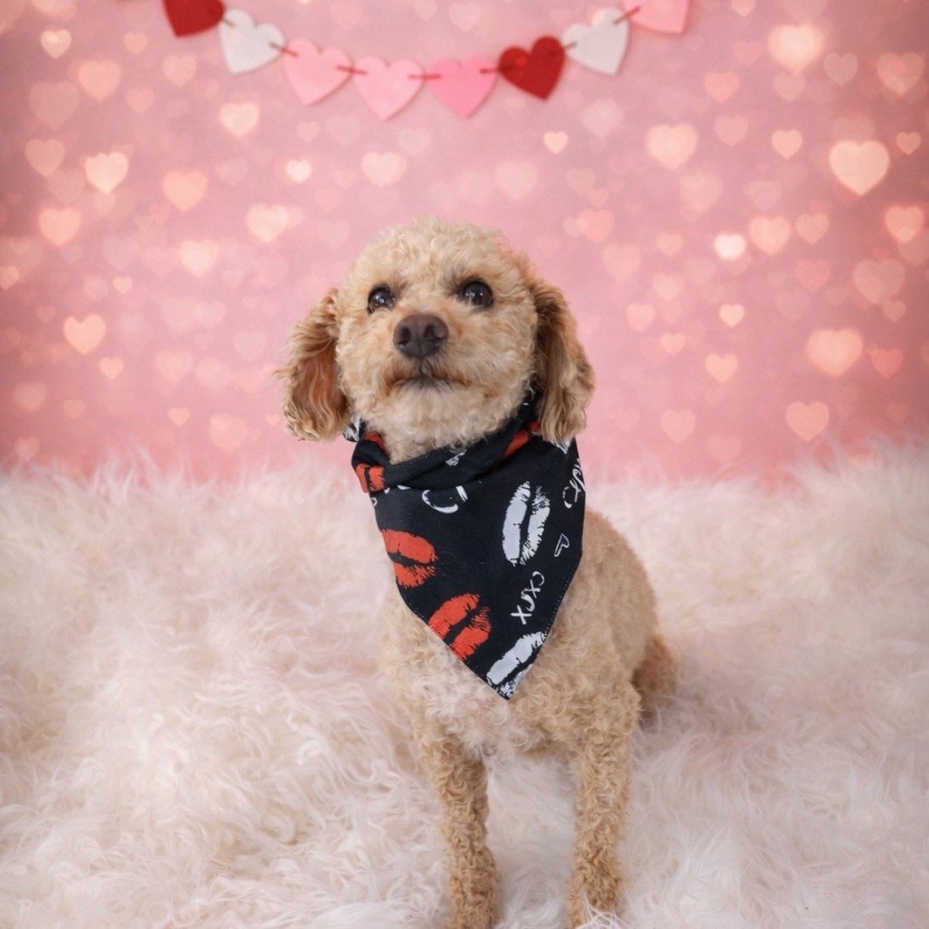 Benji, a 4 years old male Maltese x Poodle available for adoption from Southampton Animal Shelter Foundation in Hampton Bays, Suffolk