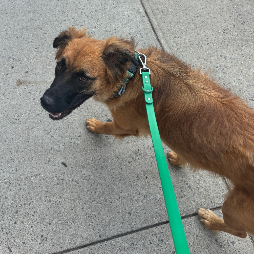 Nashua - FOSTER OR ADOPTER NEEDED