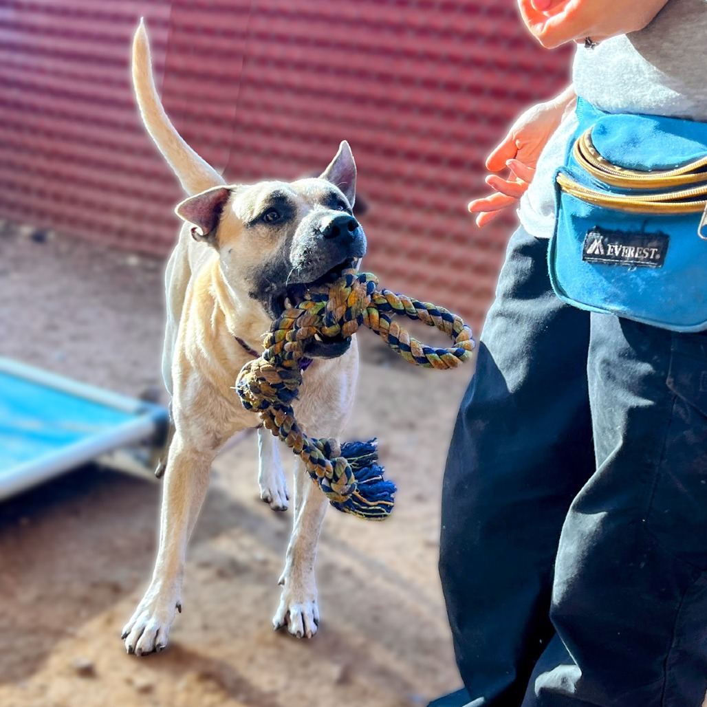 Neko — thumbnail 11