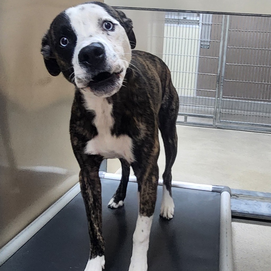 Kennel#25 Little George's preview photo
