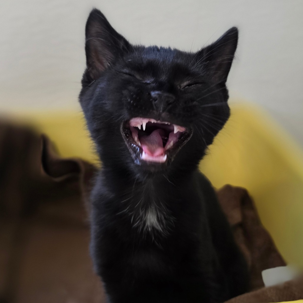 Mieze