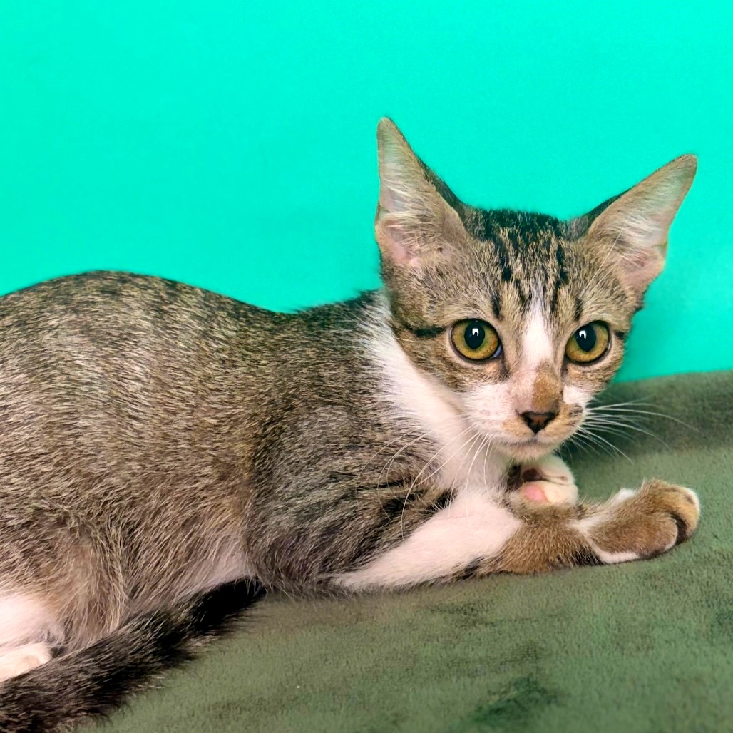 RIGBY - Domestic Shorthair available for adoption