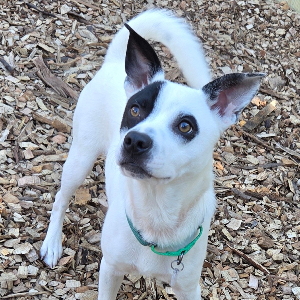 Gizmo, photo 7