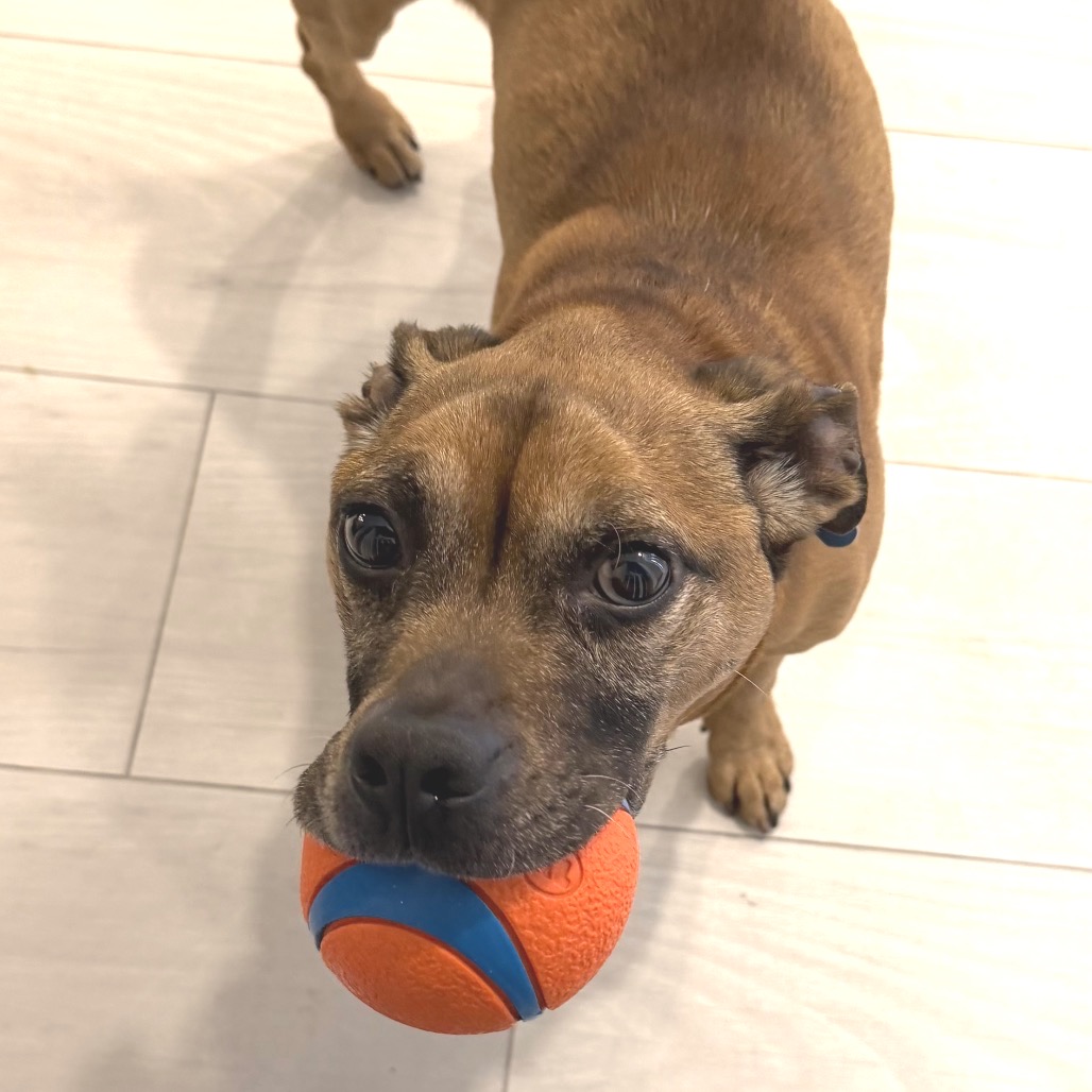 MUGSLY - Ridgeback, Rhodesian / Hound available for adoption