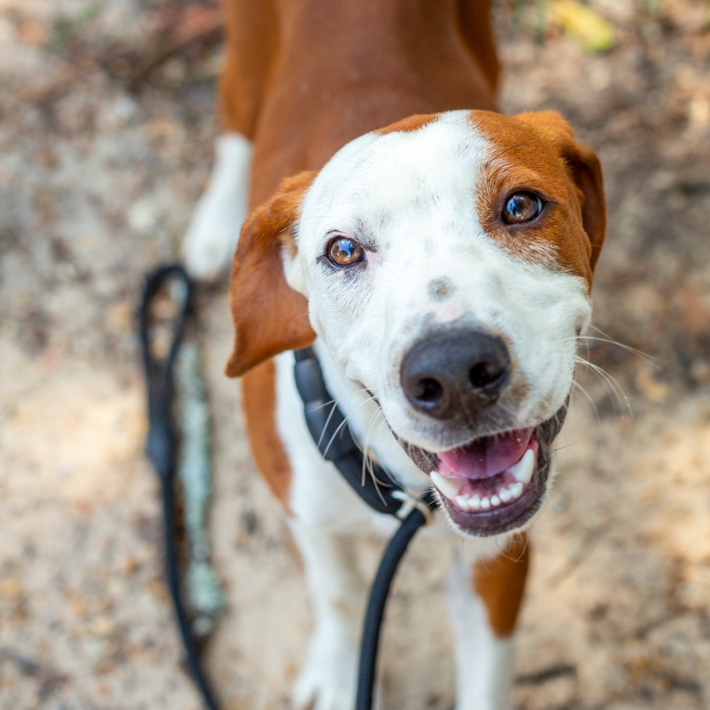 BUCK - Foxhound, American / Mix available for adoption