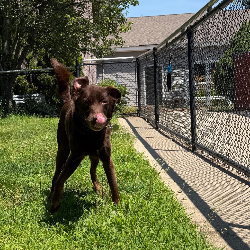 Catahoula Leopard Dog