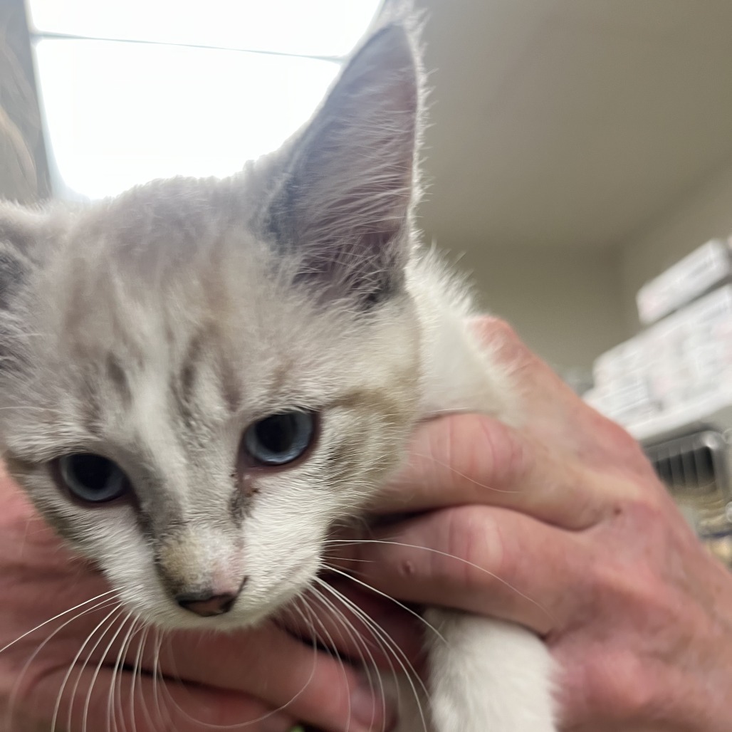 MILLIE - Domestic Shorthair available for adoption
