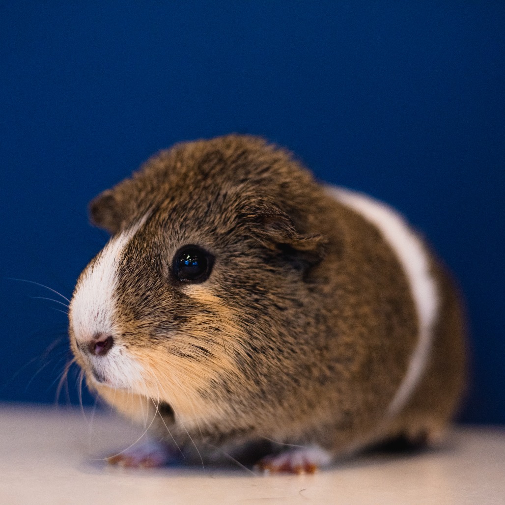 CANNOLI - American available for adoption