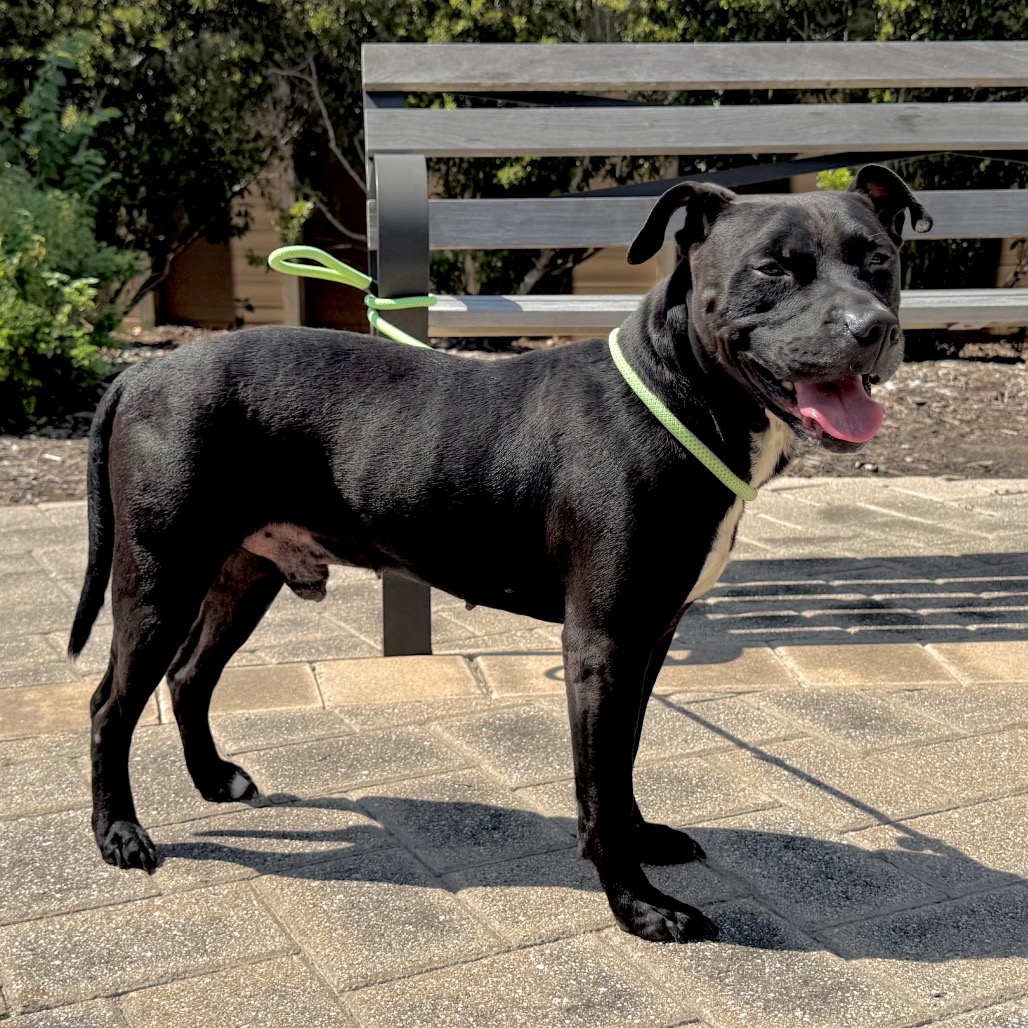 MIGHTY MAX - Terrier, American Pit Bull / Mix available for adoption