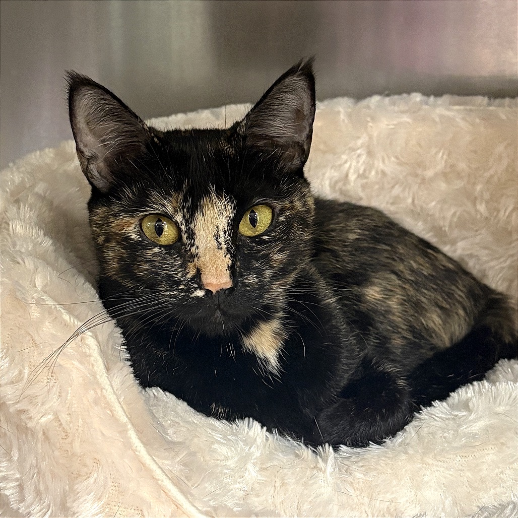 Image of Hera looking at the camera