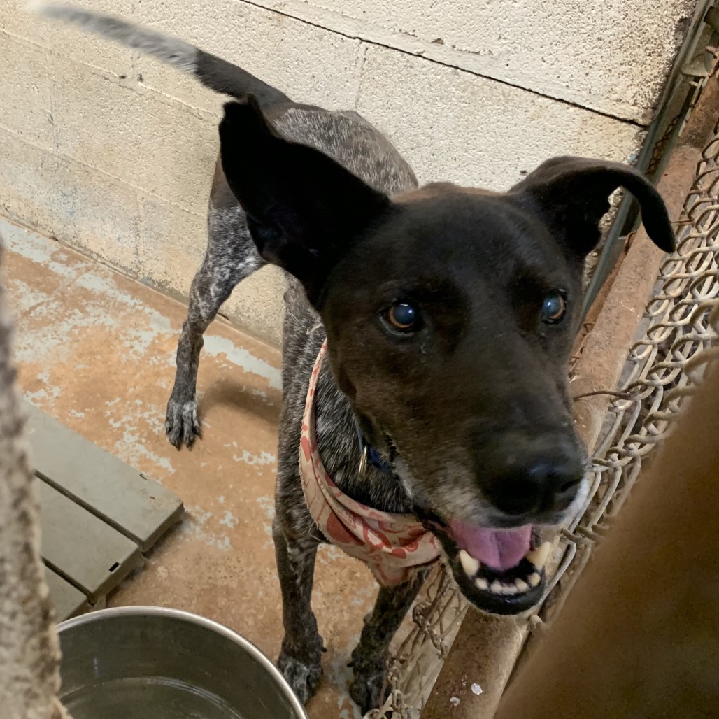 OREO - Pointer / Mix available for adoption
