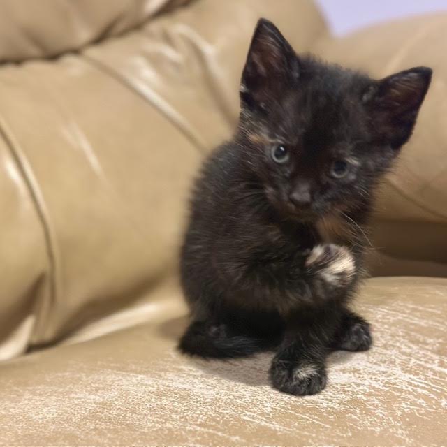 INDIGO - Domestic Shorthair for adoption in Madison