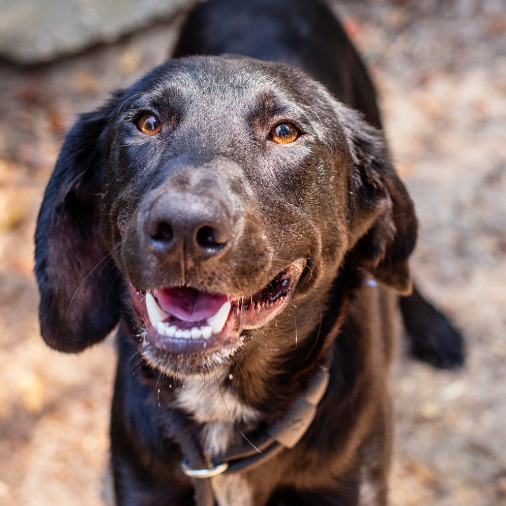 THE HOUND - Retriever, Labrador / Hound, Plott available for adoption