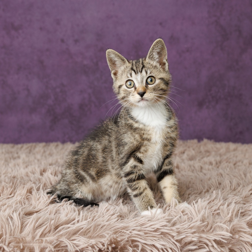 Quincy Cat