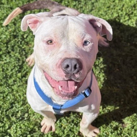 Kennel#32(Auto)'s preview photo