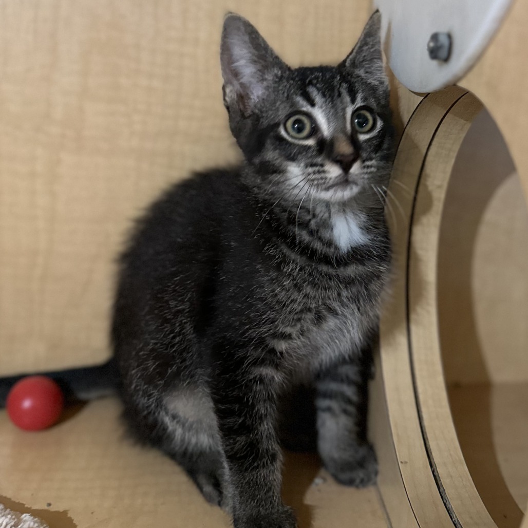 IRWIN - Domestic Shorthair available for adoption