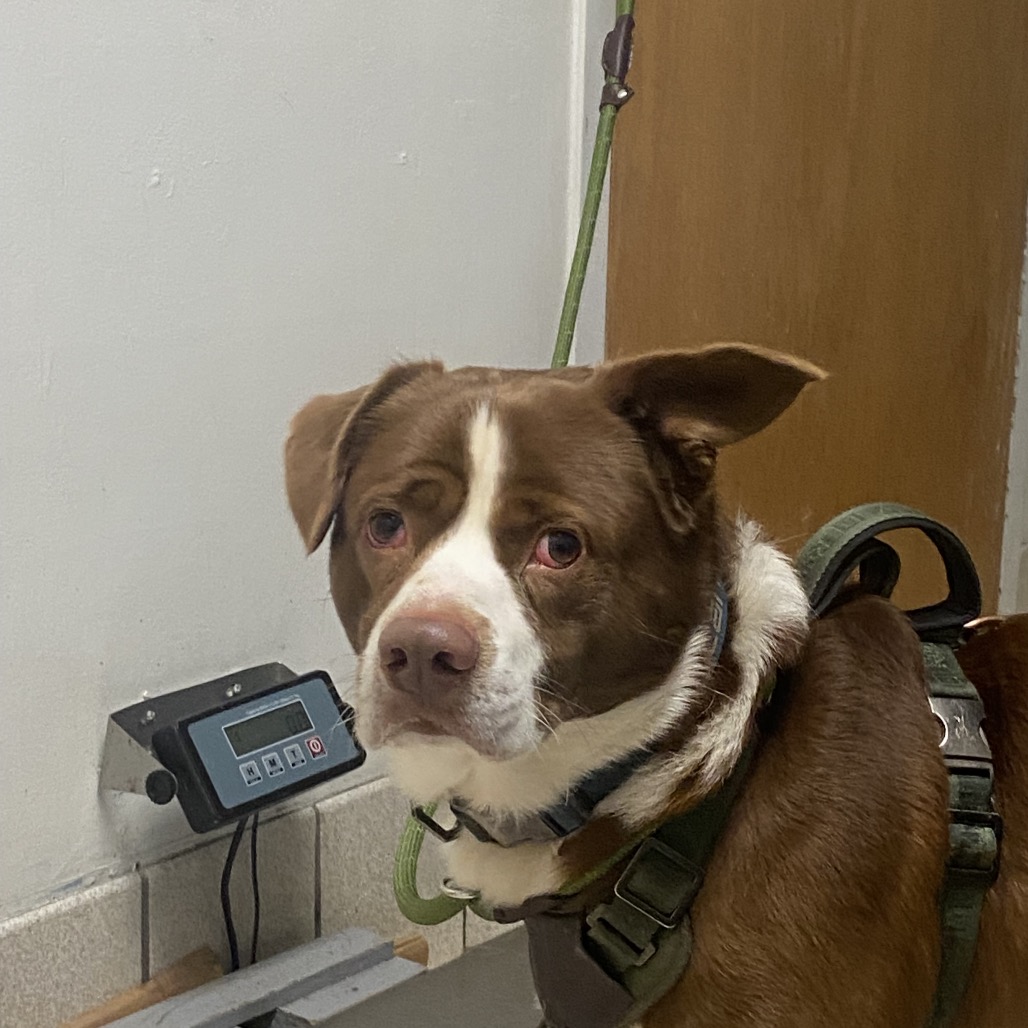 Apollo the 2nd — thumbnail 2