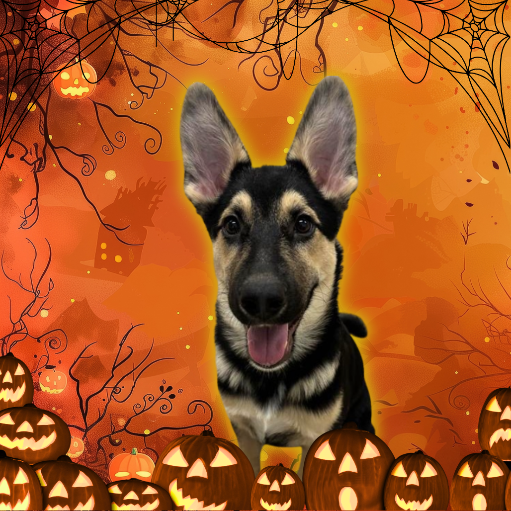 German Shepherd