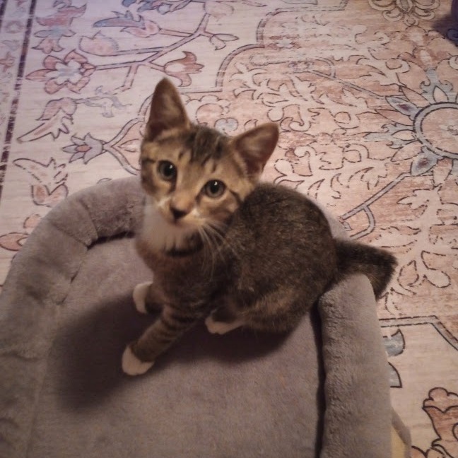 CHRISCROSS - Domestic Shorthair available for adoption
