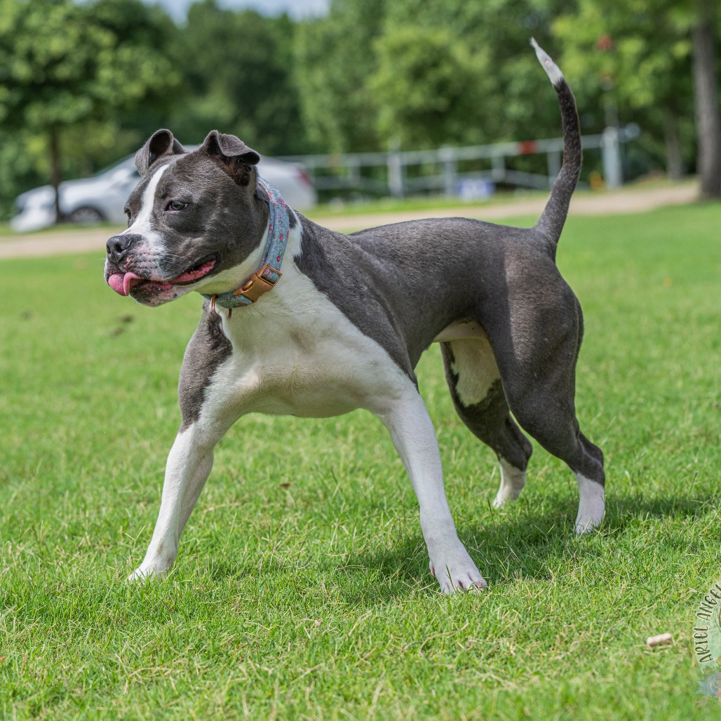 Ruby aka Woobie (Formerly Rosie), photo 13
