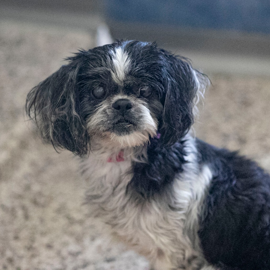 SUGAR (AG26-207) - Shih Tzu available for adoption
