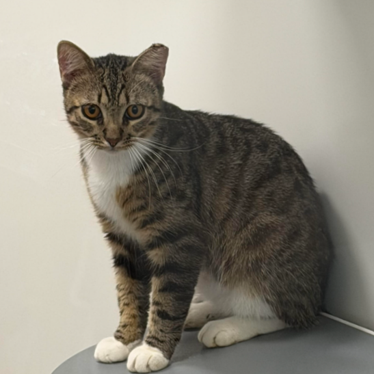 Meatball, available for adoption