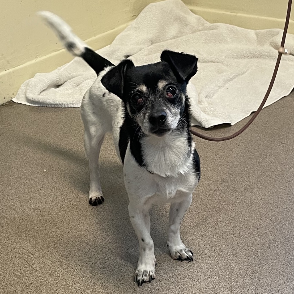 Saturn, adoptable senior Chihuahua / Terrier
