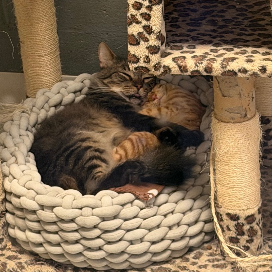 Dakota * Bonded with Atlas * Costa Mesa Location, photo 5
