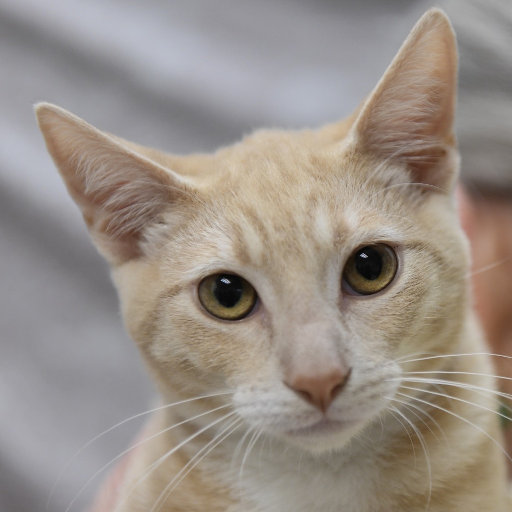 Cream - Domestic Shorthair