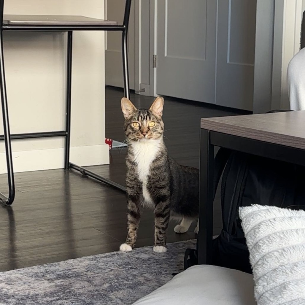 Camouflage--In Foster, photo 13