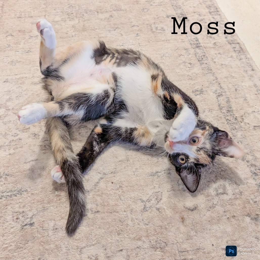 Moss, photo 5
