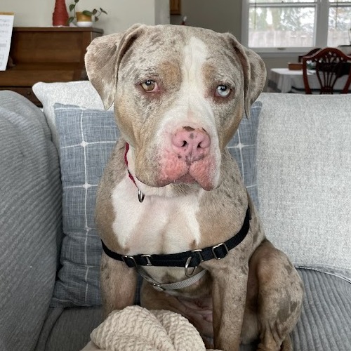 Icey — thumbnail 3