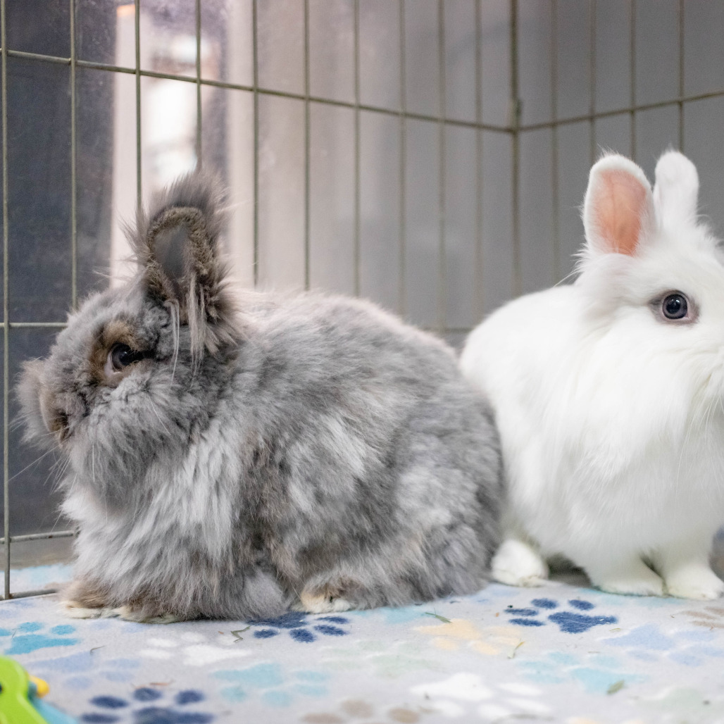 Chowder (bonded with Penny), photo 7