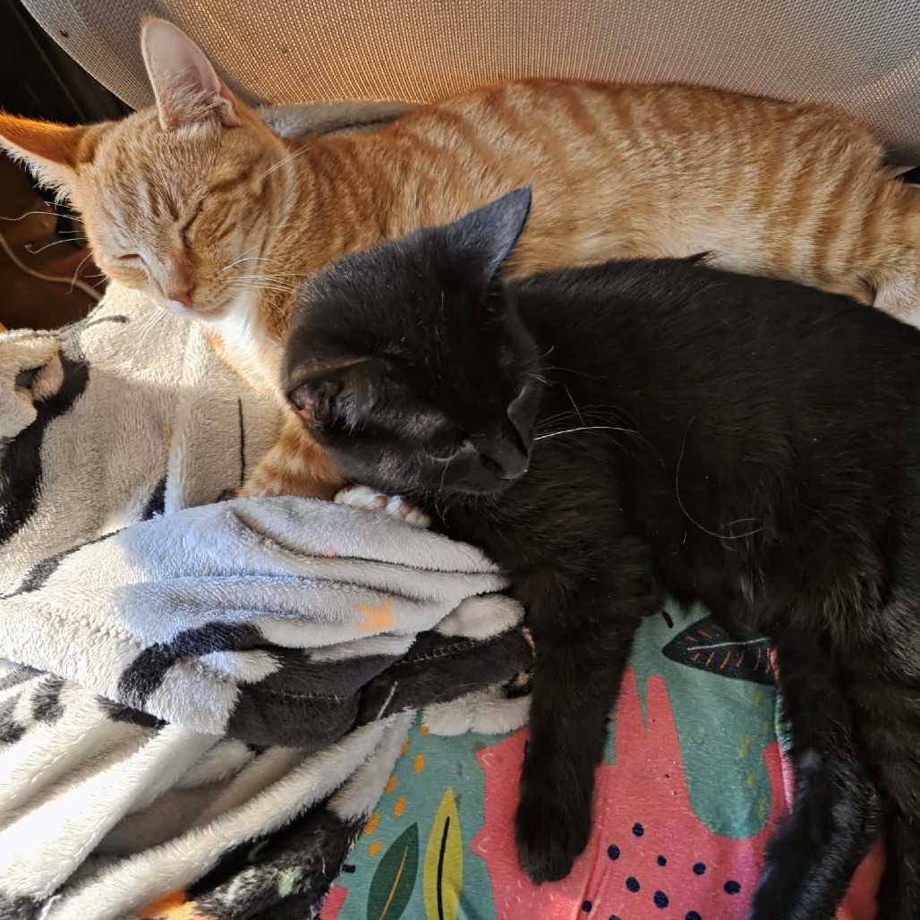 Blake — thumbnail 2