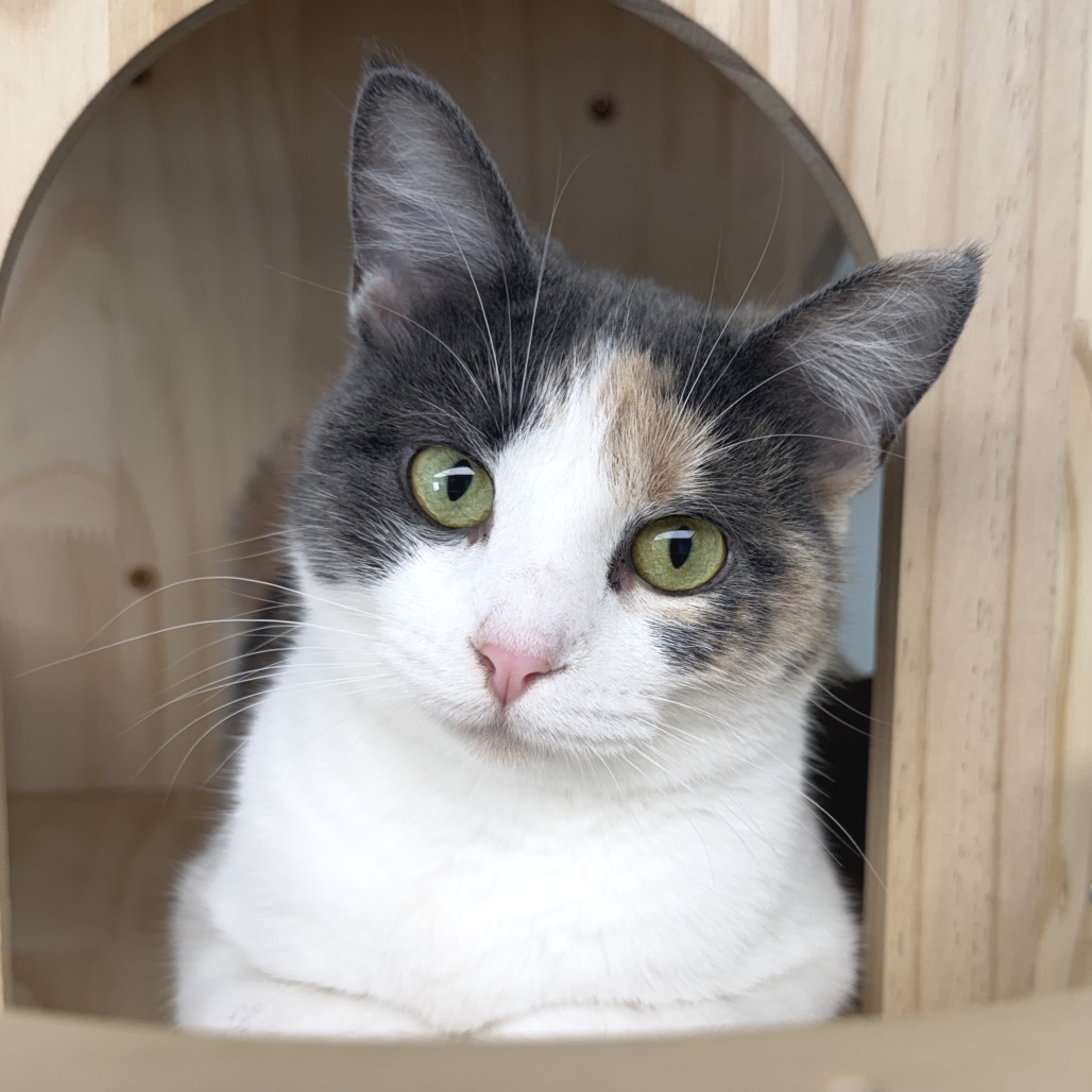 Cora