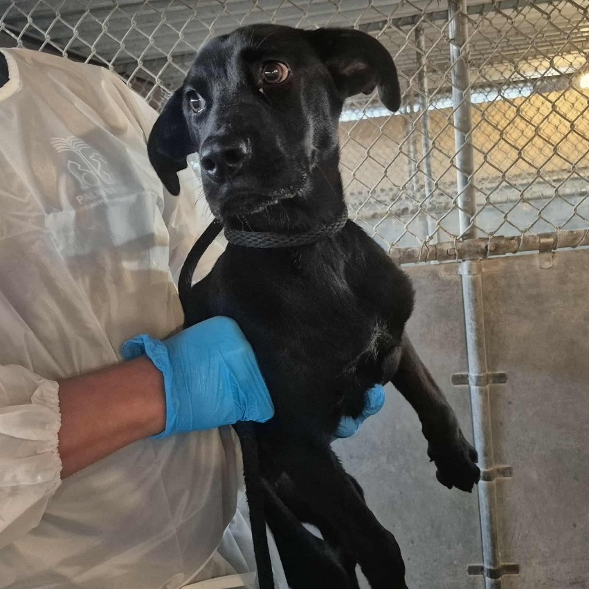MYLA(ALAYNA) - Retriever / Black Labrador available for adoption