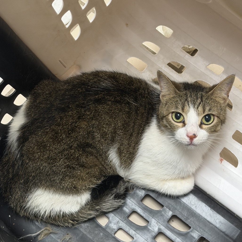 Tusc Stray 85450 2 3