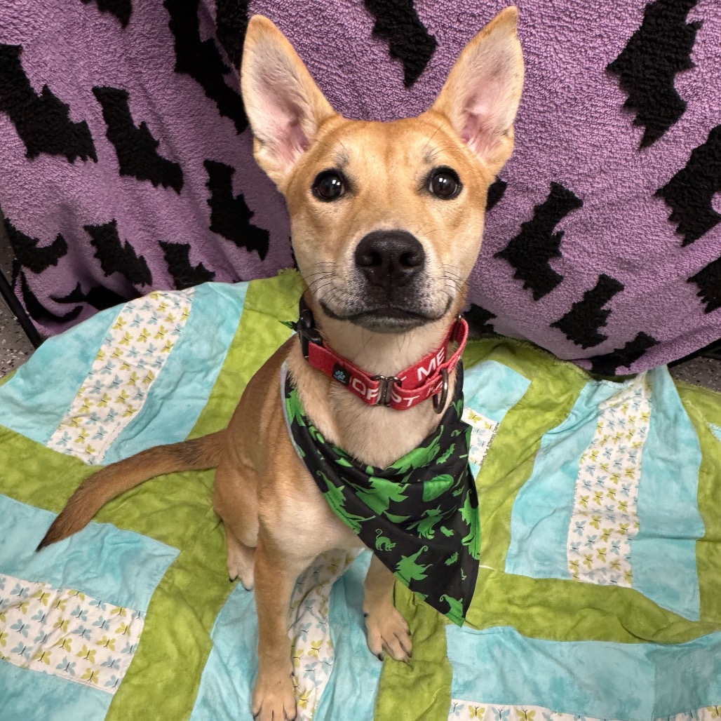 NALA - Carolina Dog available for adoption