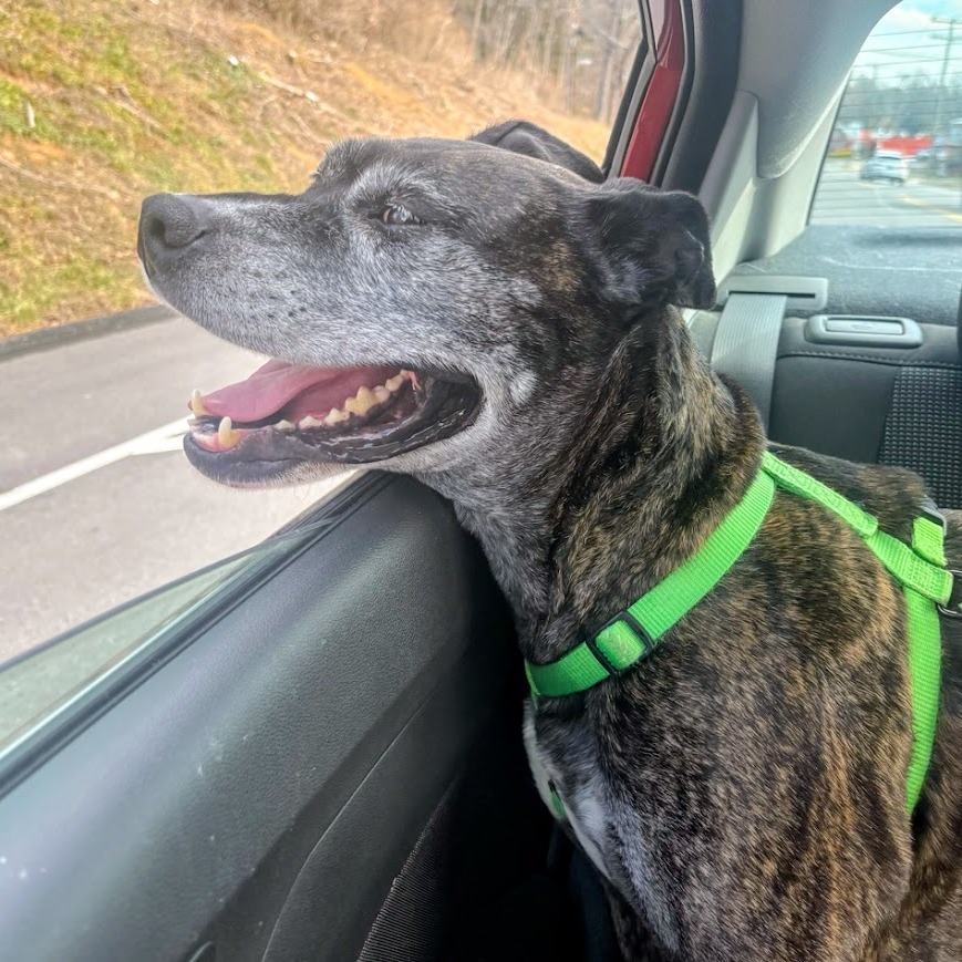 Pepper — thumbnail 4