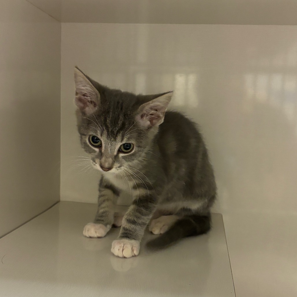 Dorian - Domestic Shorthair