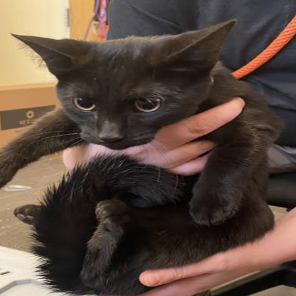 WEDNESDAY - Domestic Shorthair available for adoption