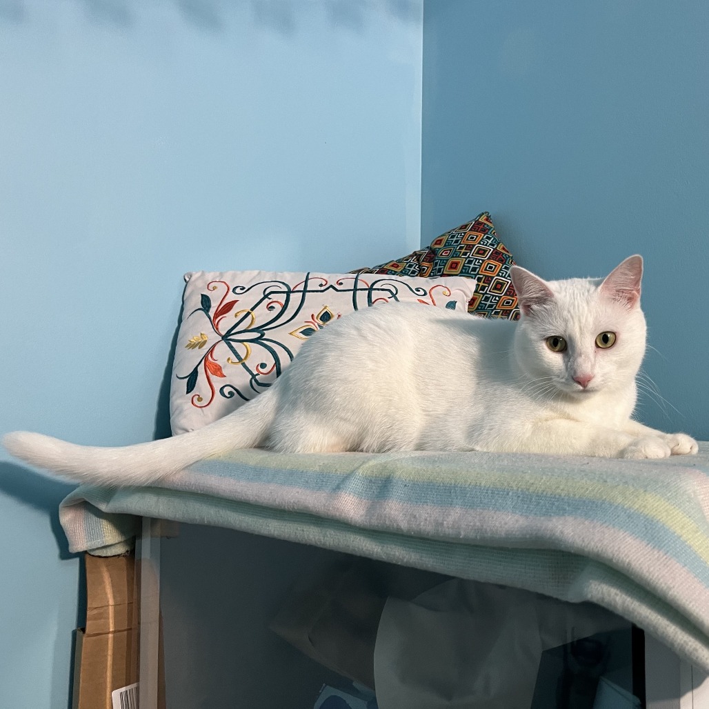 Moxy, photo 2