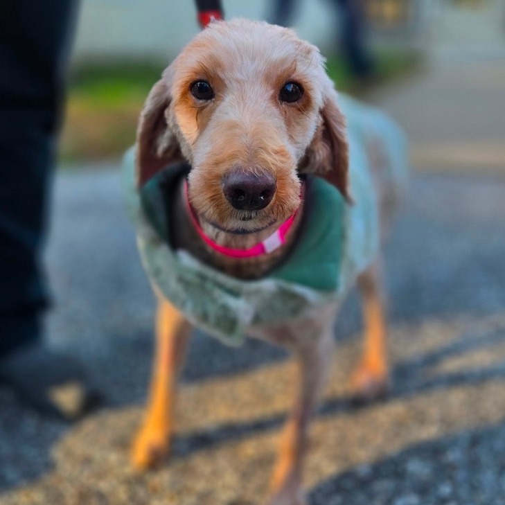 CT Kimmie (Foster in Glastonbury, CT)