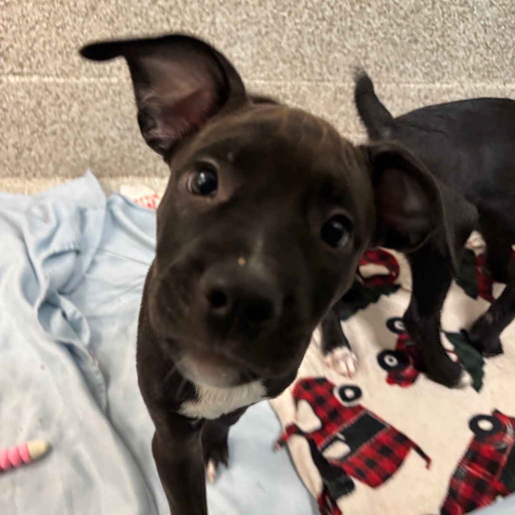 NOODLEPUFF - Mixed Breed (Medium) available for adoption